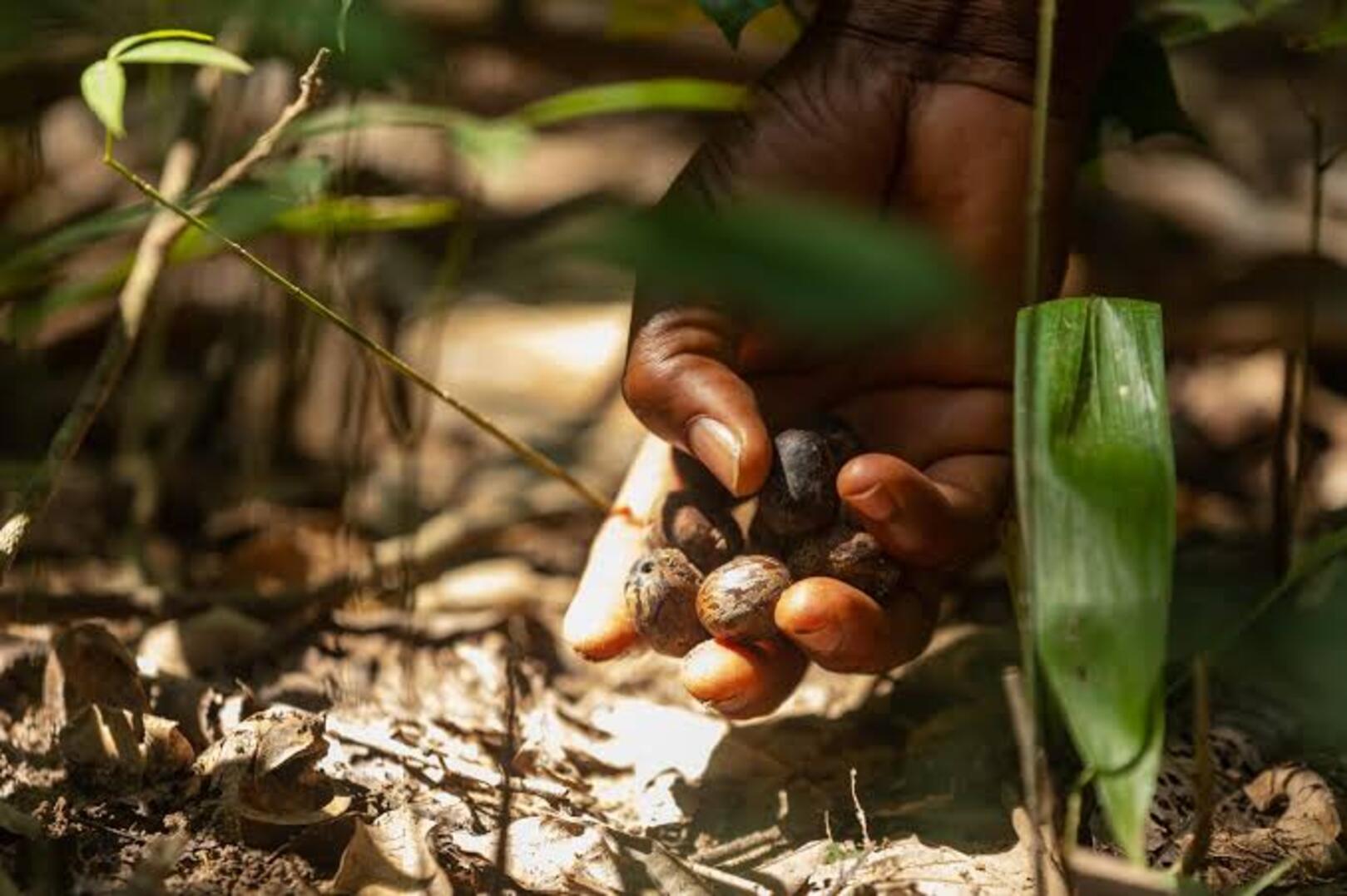 Côte d’Ivoire looks to diversify revenue from rubber industry